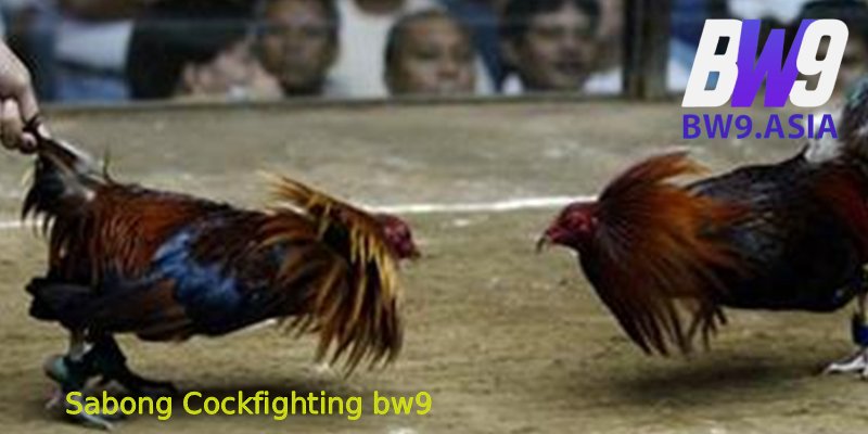 Sabong-Cockfighting-bw9